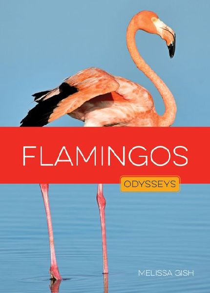 Flamingos