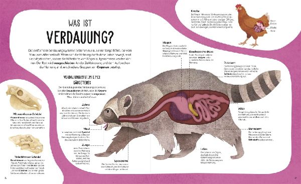 Anatomie der Tiere 