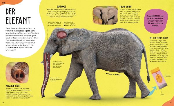 Anatomie der Tiere 