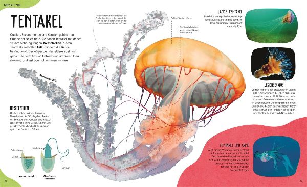Anatomie der Tiere 