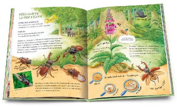 Geh hinaus und entdecke. Tiere und Pflanzen beim Waldspaziergang 