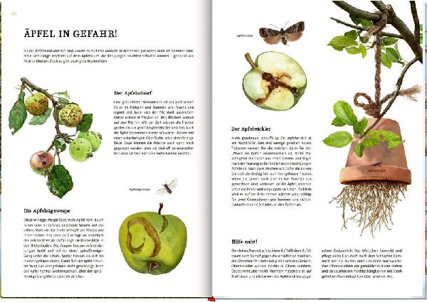 Das große Buch vom Apfelbaum 