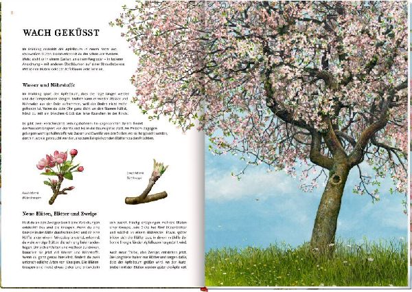 Das große Buch vom Apfelbaum 