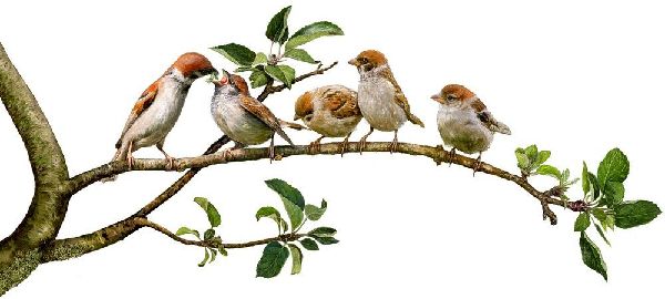 Das große Buch vom Apfelbaum 