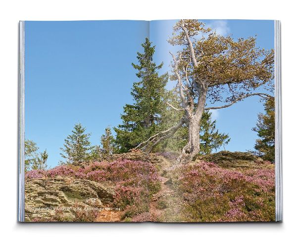 KOMPASS Wanderführer Bayerischer Wald, Cham, Bodenmais, Zwiesel, Freyung, Passau, 60 Touren mit Extra-Tourenkarte 