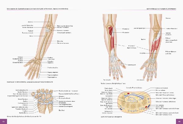Die Anatomie der Sportverletzungen 