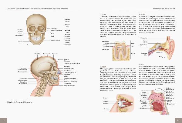 Die Anatomie der Sportverletzungen 