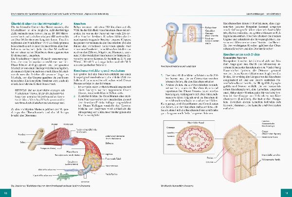 Die Anatomie der Sportverletzungen 