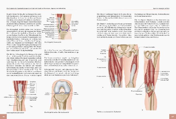 Die Anatomie der Sportverletzungen 