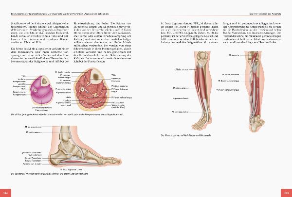 Die Anatomie der Sportverletzungen 