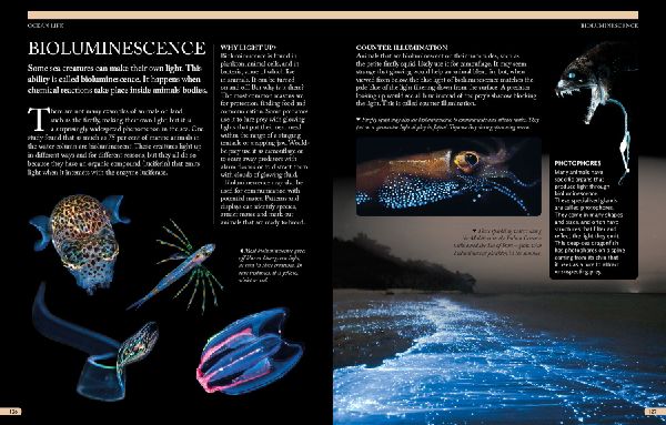 The Kingfisher Ocean Encyclopedia 